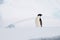 Cute Adelie penguin & x28;Pygoscelis adeliae& x29; standing on a glacier in the Arctic on blurred background