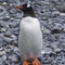 Cute Adelie penguin waddles across a rugged shoreline of rocks and pebbles at a beach