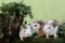 Cute and adorable appearance of a number of newborn guinea pig babies.