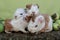 Cute and adorable appearance of a number of newborn guinea pig babies.