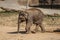 Cute adorable baby elephant in spectacular Elephant Valley, ZOO Czech Republic.Indian elephants.Animal with long trunk,tusks,large
