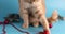 A cute adorable british cat playing with christmas balls on blue background studio