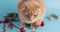 A cute adorable british cat playing with christmas balls on blue background studio
