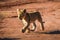 Cute and adorable brown lion cubs running and playing in a game reserve in Johannesburg South Africa