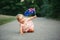 Cute adorable Caucasian baby girl waving Australian flag. Funny child crawling on street road in park celebrating Australia Day