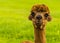 A cute and adorable chestnut coloured Alpaca in Charnwood Forest, UK on a spring day