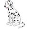 Cute and adorable dalmatian dog sitting on floor