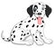 Cute and adorable dalmatian dog sitting on floor