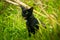 A cute adorable dark furry cat opens its mouth and meowing in the grass field