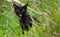 A cute adorable dark furry cat opens its mouth and meowing in the grass field  sitting in the shaded area  a scary facial