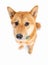 Cute adorable dog Shiba Inu looks guilty, shy, timid and defenseless.