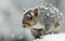 Cute and adorable eastern gray squirrel in snowfall with both hands held up to chest