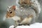 Cute and adorable eastern gray squirrel in snowfall with one hand held up to chest