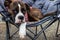 Cute and Adorable Female Boxer Dog laying on a cozy camping chair