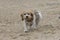 Cute adorable French basset hound dog walking on the beach