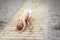 Cute adorable funny little caucasian blond toddler boy in swimming shorts standing upside down on wooden path trackon