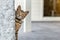 Cute adorable funny small tabby kitten peeking around wall outdoors. Beautiful young little cat playing at home backyard