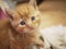 Cute adorable ginger baby kitten portrait medium shot