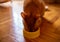 Cute and adorable ginger cat eating it\'s food from the yellow food bowl