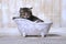 Cute Adorable Kitten in A Bathtub Relaxing