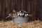 Cute Adorable Kittens in a Barn Setting With Hay
