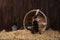 Cute Adorable Kittens in a Barn Setting With Hay