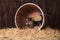 Cute Adorable Kittens in a Barn Setting With Hay