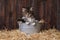 Cute Adorable Kittens in a Barn Setting With Hay