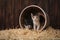 Cute Adorable Kittens in a Barn Setting With Hay