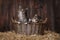 Cute Adorable Kittens in a Barn Setting With Hay