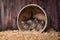 Cute Adorable Kittens in a Barn Setting With Hay