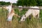 Cute adorable little blond caucasian kid girl meet beautiful white horse near wooden fence at countryside ranch or farm on summer