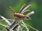 Cute adorable little Carolina Wren - Thryothorus ludovicianus - with its tail sticking