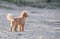 A Cute Adorable Little Scruffy Dog Alone on Beach