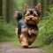 Cute and adorable little Yorkshire terrier running through forest. Generative AI