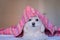 cute adorable maltese dog lying ob bed, wearing a pink hood. Fun and pets