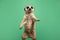 cute adorable meerkat in a jumping pose against green jade background, Generative AI