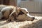 A cute and adorable picture of a dog, huskie and a small baby sheep sleeping together, animal and wildlife coexistence