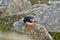 Cute and adorable Puffin, fratercula, on a cliff in Norway