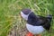 Cute and adorable Puffin, fratercula, on a cliff in Norway