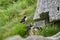 Cute and adorable Puffin, fratercula, on a cliff in Norway