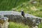 Cute and adorable Puffin, fratercula, on a cliff in Norway