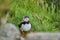 Cute and adorable Puffin, fratercula, on a cliff in Norway