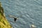 Cute and adorable Puffin, fratercula, flying in Norway