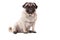 Cute adorable pug dog puppy sitting on floor isolated on white background