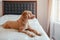 Cute adorable sad upset red-haired pet dog lying on clean bed in bedroom at home. Lonely domestic animal poodle goldenhoodle