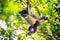 Cute adorable spider monkey close up natural habitat in jungle