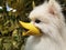 Cute and adorable Spitz dog with long white hair and yellow beak as muzzle