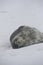 Cute adorable Weddell seal sleeping on the snow