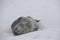 Cute adorable Weddell seal sleeping on the snow